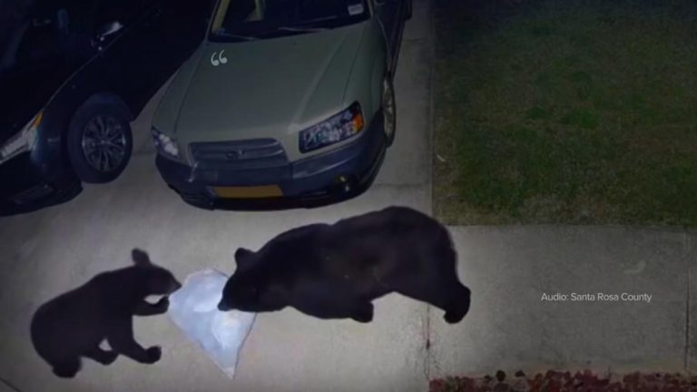 WATCH:  Man hospitalized after bear attack while protecting dog in Gulf Breeze, Florida