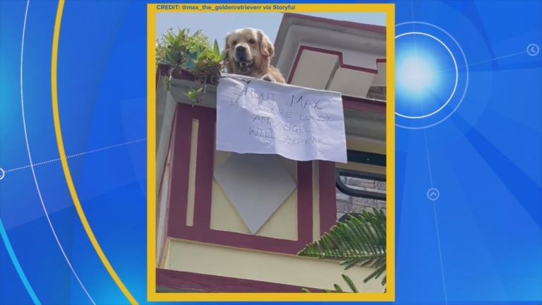WATCH:  A golden retriever who can't wait to say hello