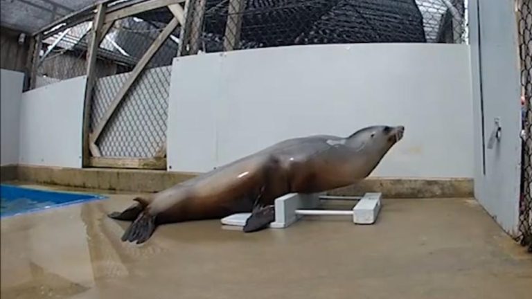 WATCH:  Sea lion keeps a beat while grooving to music