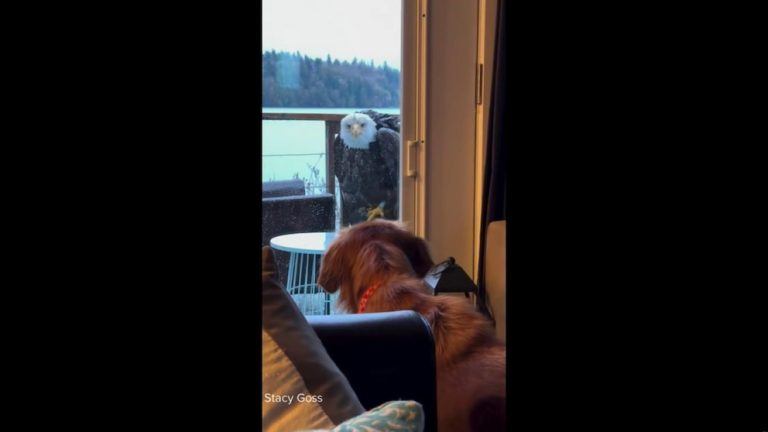 WATCH:  Bald eagle and dog form unlikely bond in backyard of Washington home