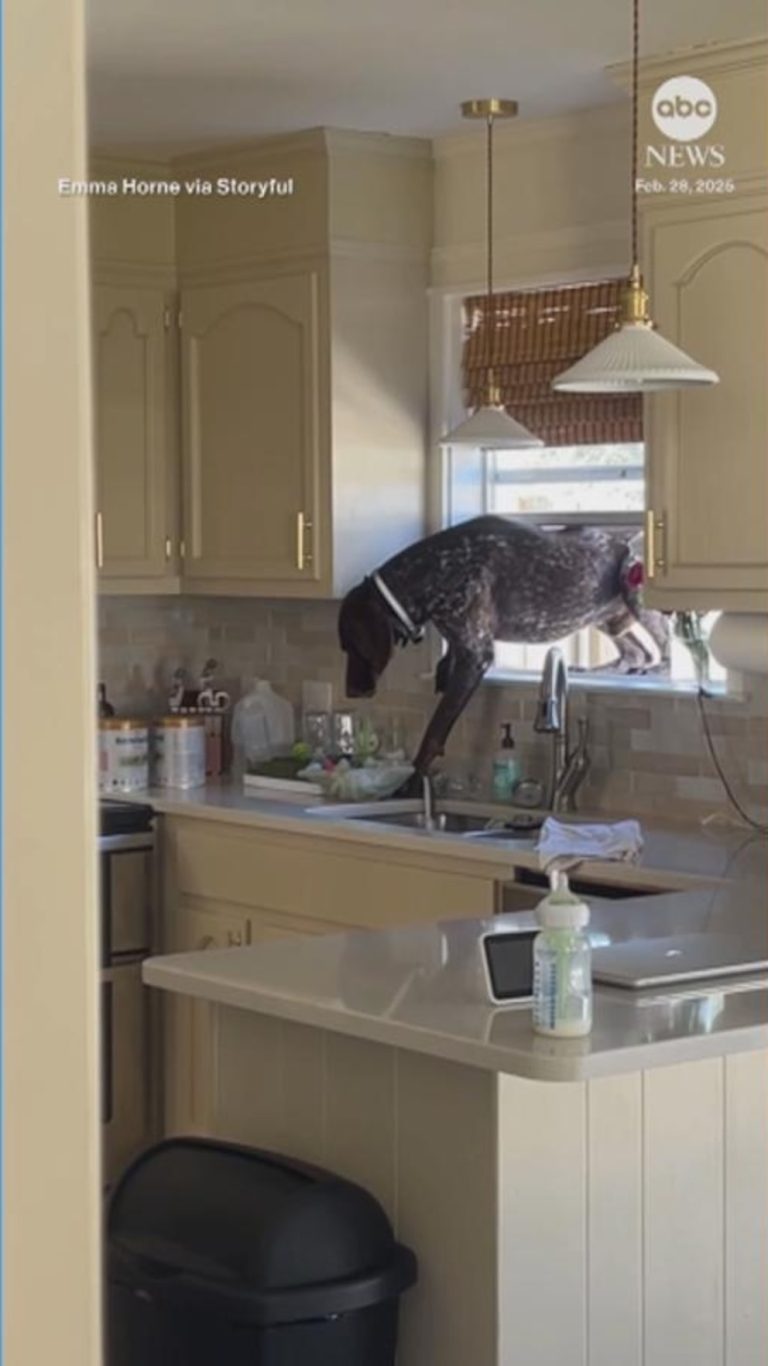 WATCH:  This dog really doesn’t want to be outside