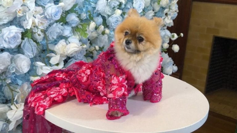WATCH:  Pet Gala has all the glitz and glam of Met Gala