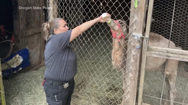 Video Authorities seize more than 300 animals from Oregon safari park