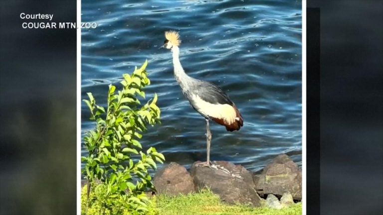 WATCH:  Rare endangered bird on the run after zoo escape