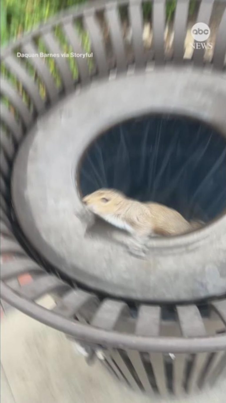 WATCH:  Squirrel surprises North Carolina man