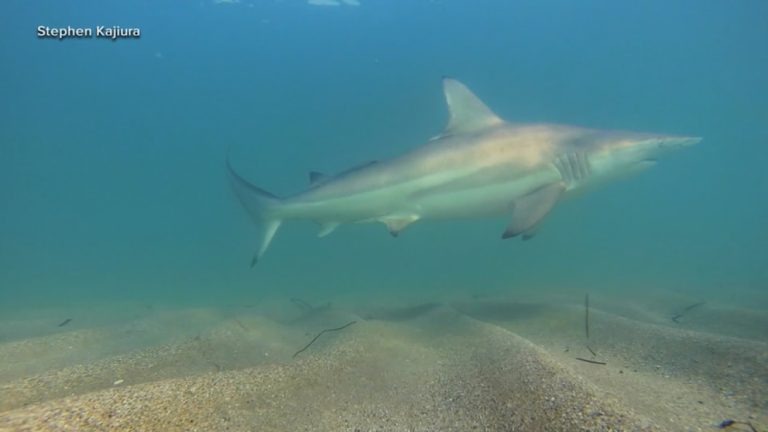 WATCH:  Sharks in the shallows