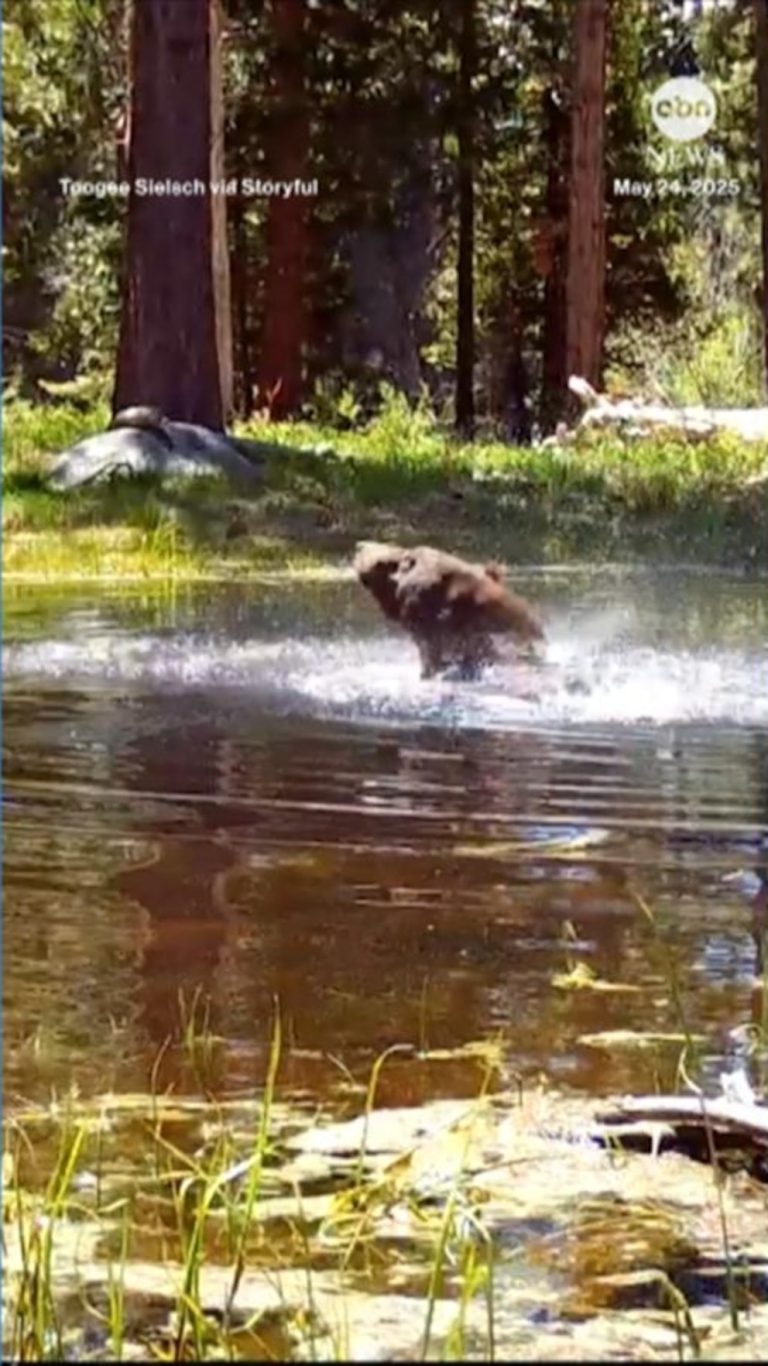 WATCH:  Bear enjoys refreshing swim in pond