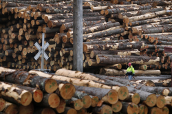 Nostalgia for the American Logger?