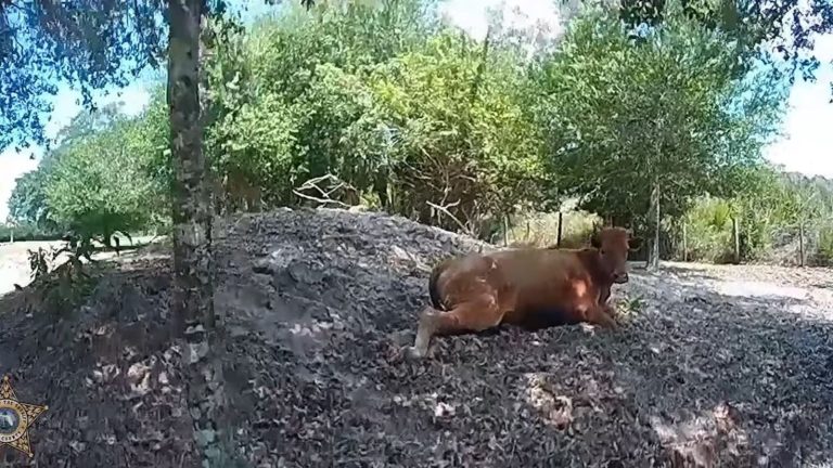 Florida man shoots neighbor’s cow 5 times after it wandered onto his property