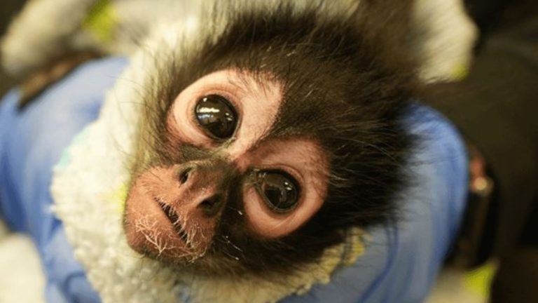 Baby spider monkey and 2 rattlesnakes discovered during California meth bust