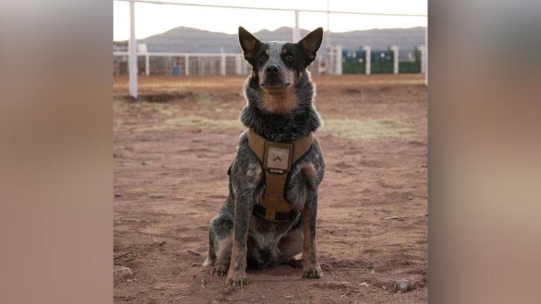 Trump’s military parade includes a dog and pony show. And the dog is named Doc Holliday