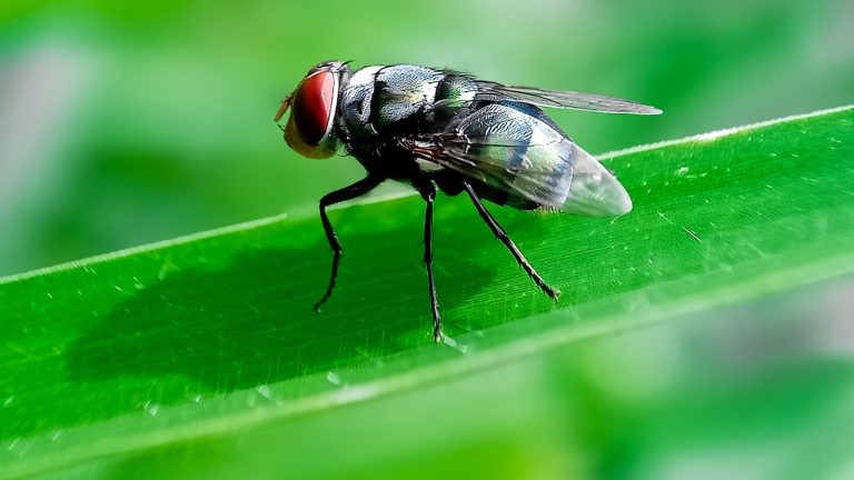US bans livestock imports from Mexico due to spread of flesh-eating pest