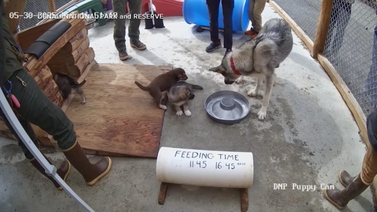 WATCH:  Get your daily dose of cuteness with puppy cam
