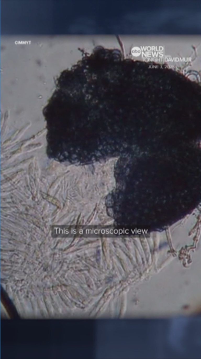 WATCH:  Chinese nationals charged with smuggling dangerous fungus pathogen into US, DOJ says