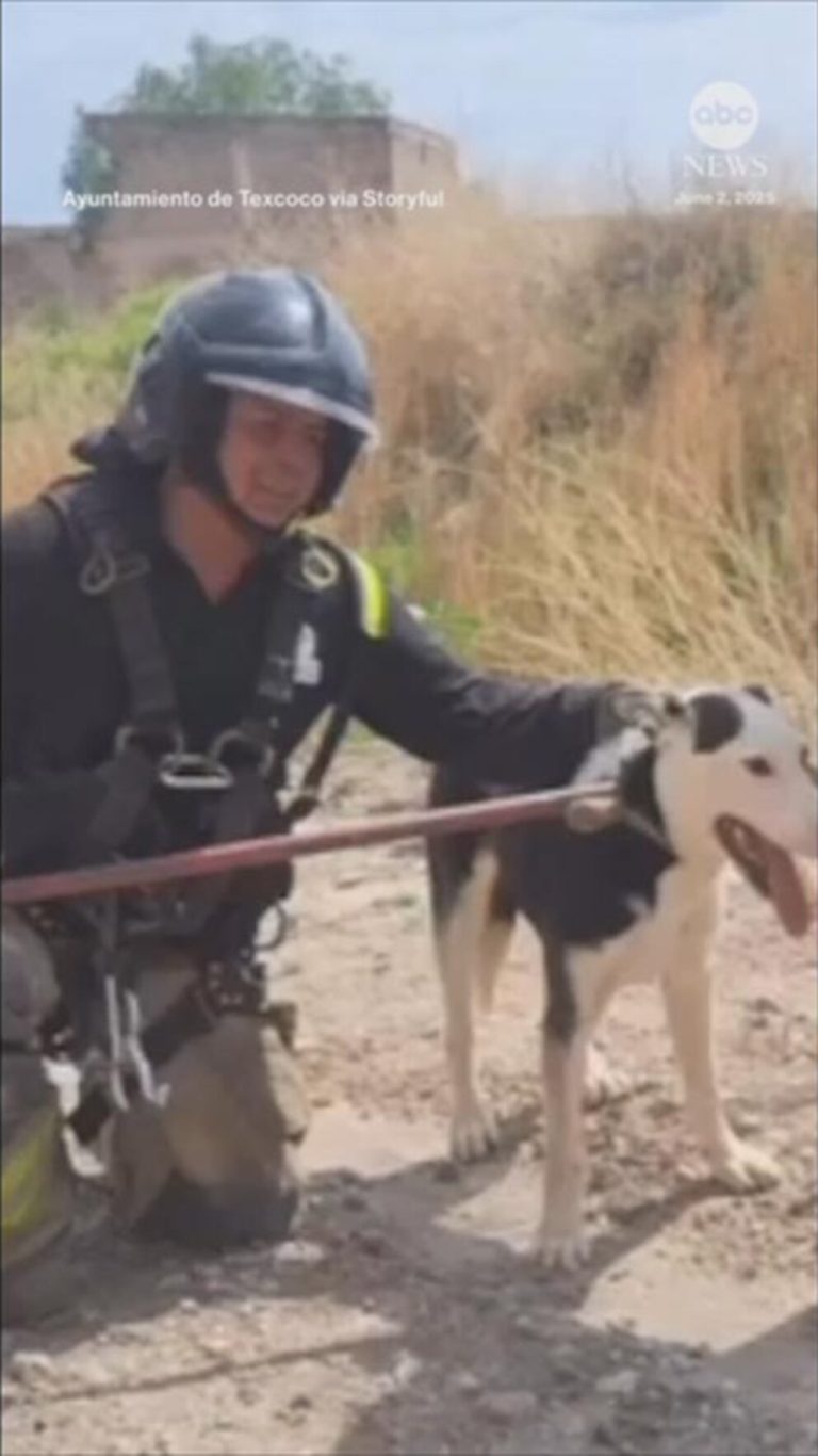 WATCH:  Stranded dog rescued from rock ledge in Mexico