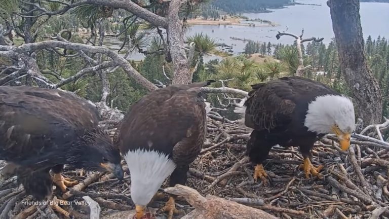 WATCH:  Big Bear bald eagle Sunny returns to nest, reunites with sister Gizmo