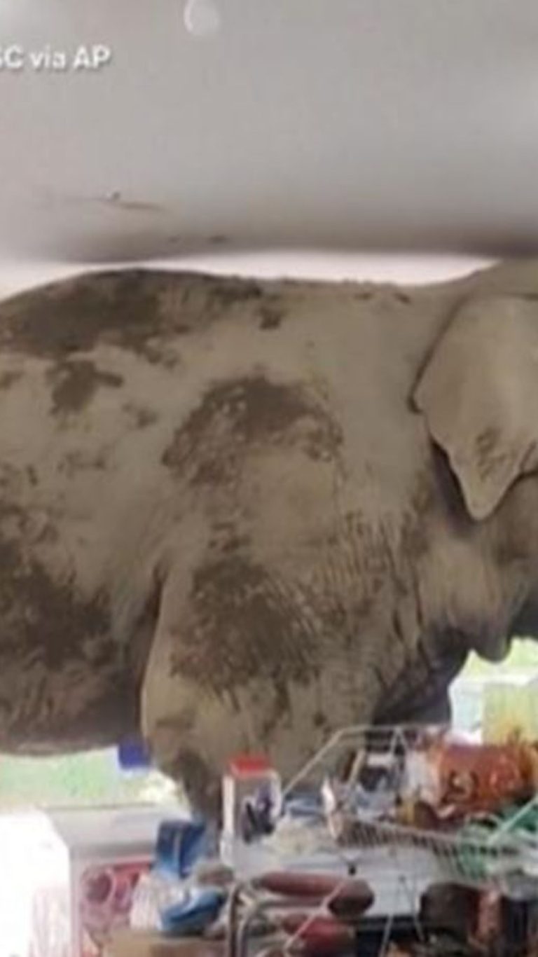 WATCH:  Hungry elephant raids grocery store shelves in Thailand
