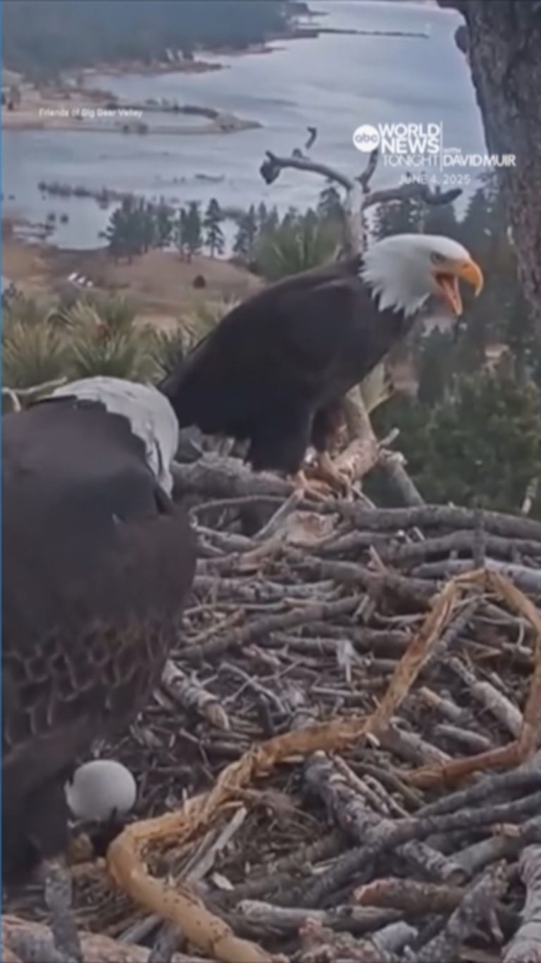 Video Bald eagle in Big Bear, California, returns to nest and reunites with sister