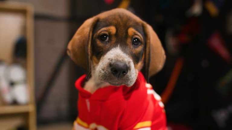 WATCH:  Stanley Pup returns: NHL's adorable adoption game