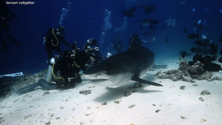WATCH:  How 'Jaws' impacted public perception of sharks
