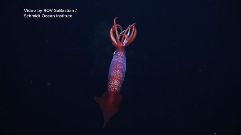 WATCH:  Deep sea squid sighting