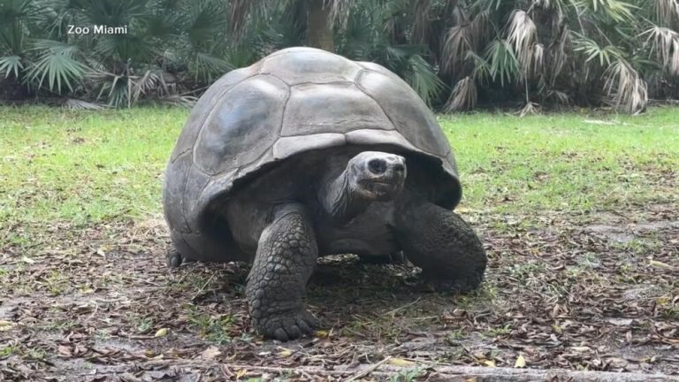 WATCH:  134-year-old tortoise becomes dad for 1st time