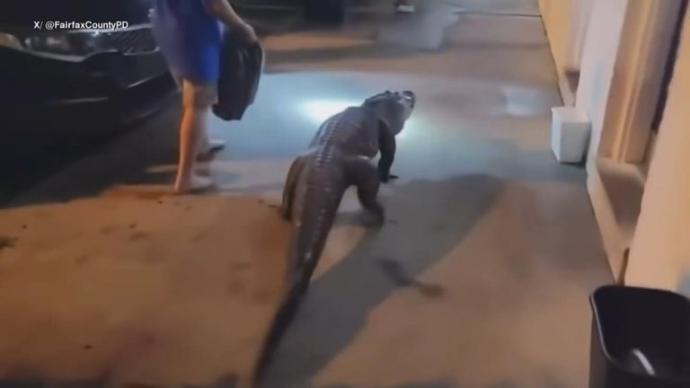 WATCH:  Police confront 6-foot alligator outside motel