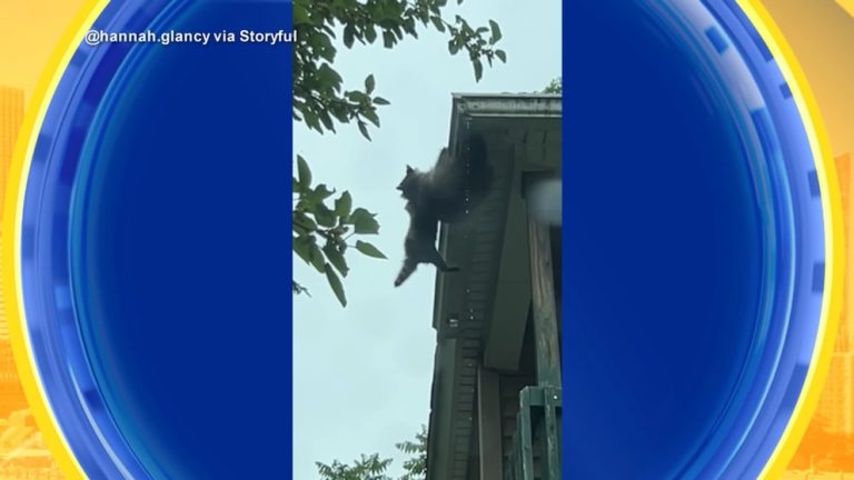 WATCH:  Raccoon rescues young cub