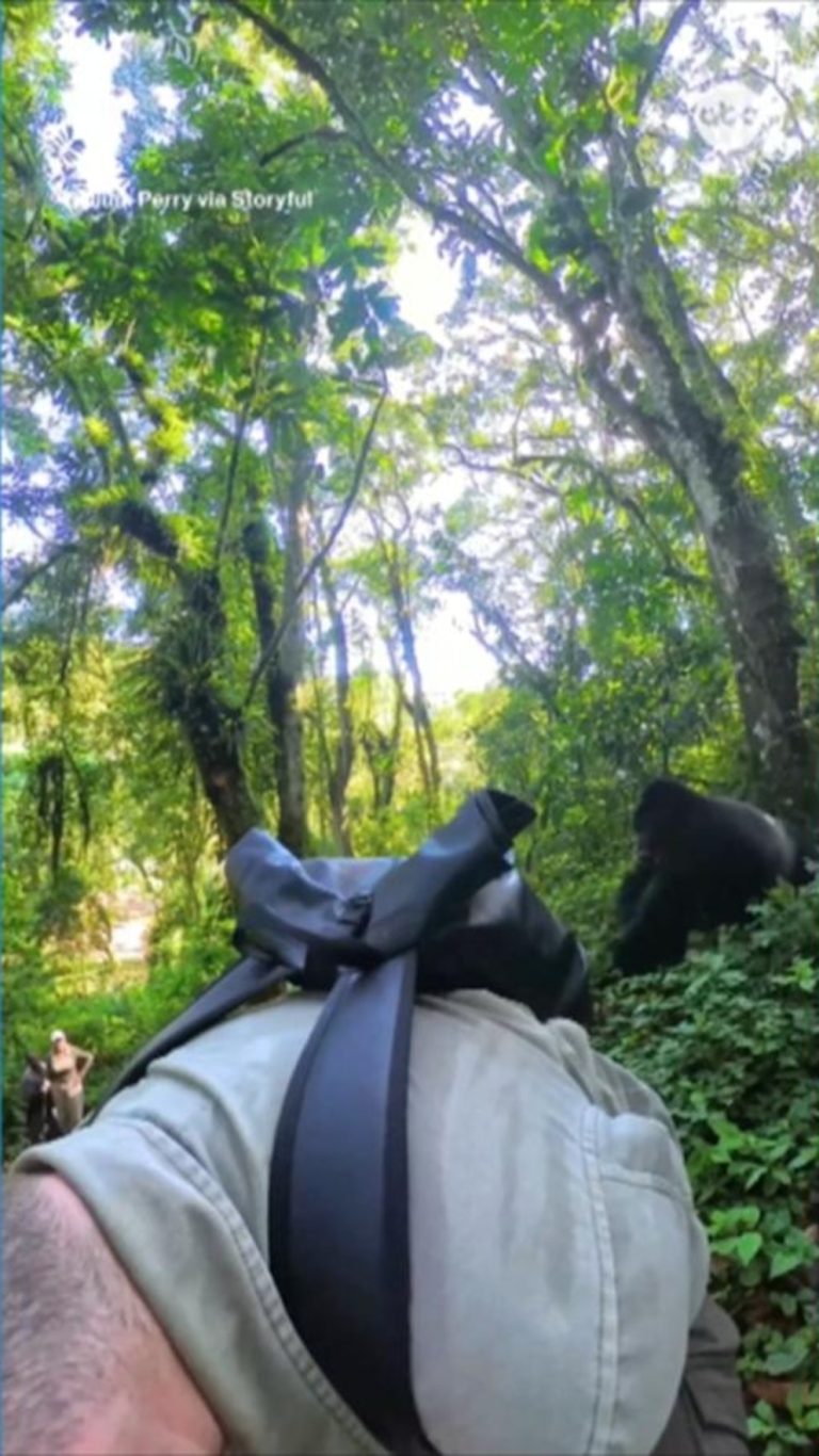 WATCH:  Terrifying moment silverback gorilla charges toward trekkers in Uganda