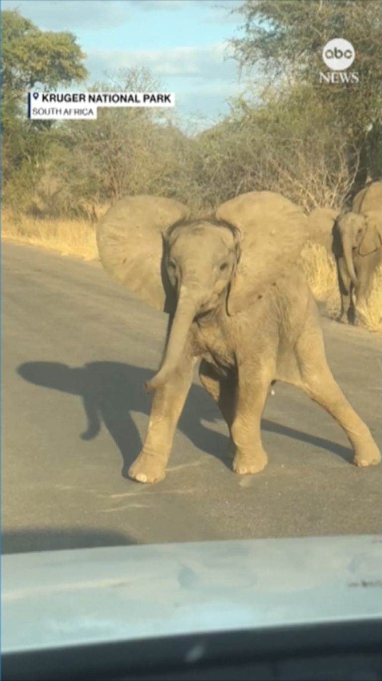 WATCH:  Baby elephant attempts a charge, takes a tumble