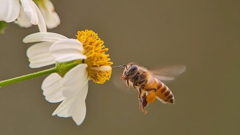 Video Killer Africanized honey bee spreading across the US and appear to advance north