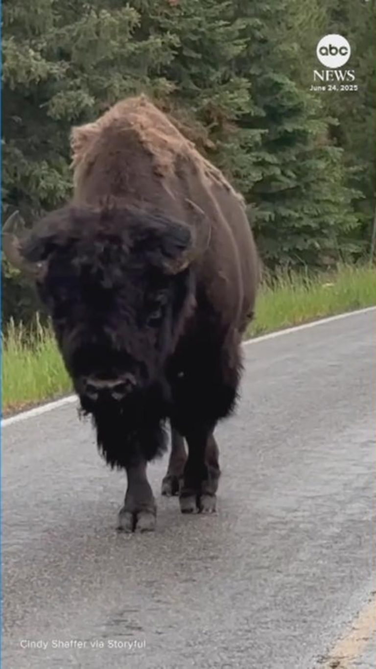 WATCH:  Lone bison causes traffic jam at Yellowstone National Park