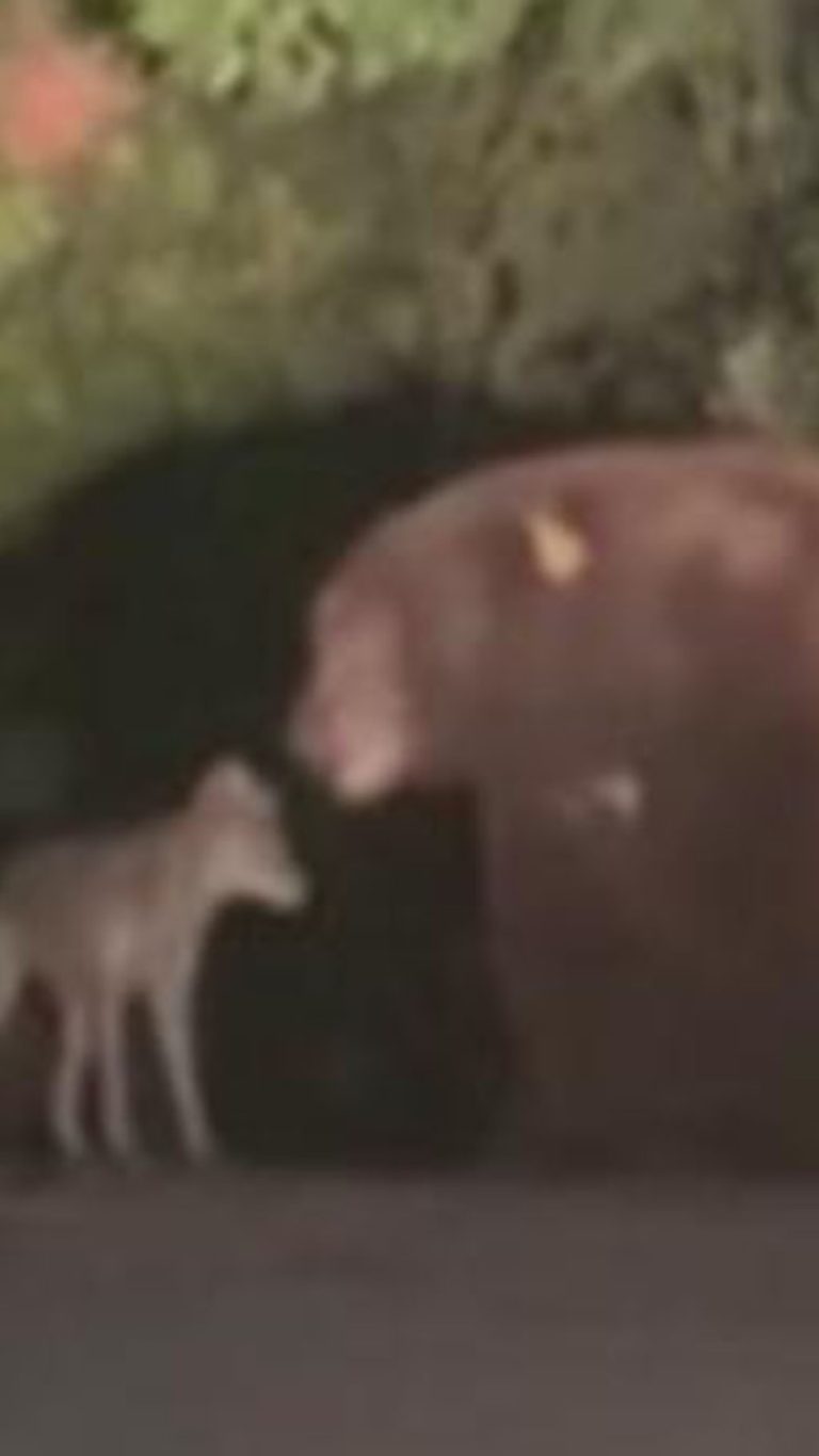 WATCH:  Bear and coyote keep each other company in fire-ravaged Altadena, California