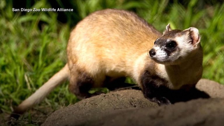 WATCH:  Zoo in ‘race against time’ to clone endangered species