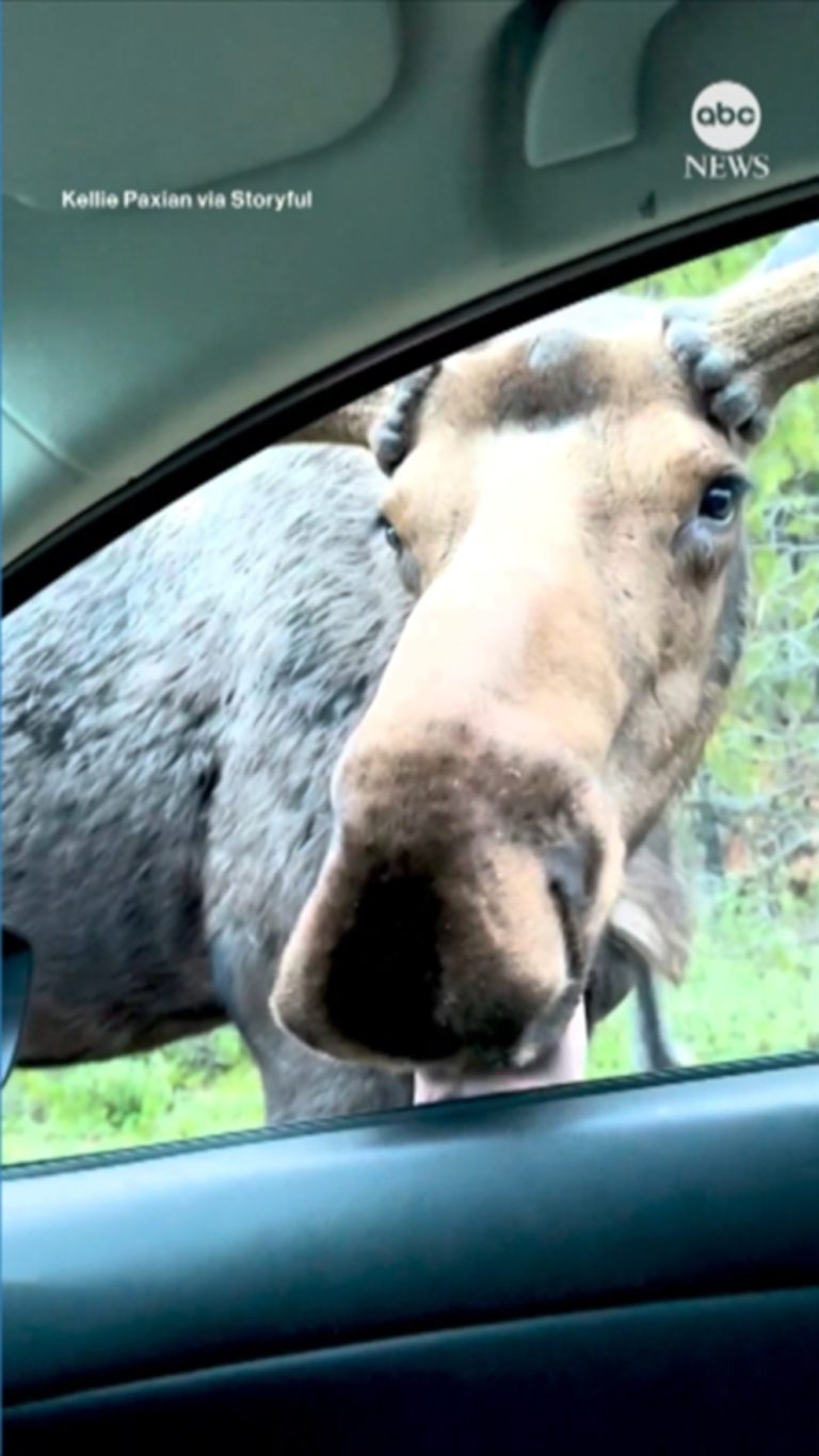 WATCH:  Nosy moose sticks head into car