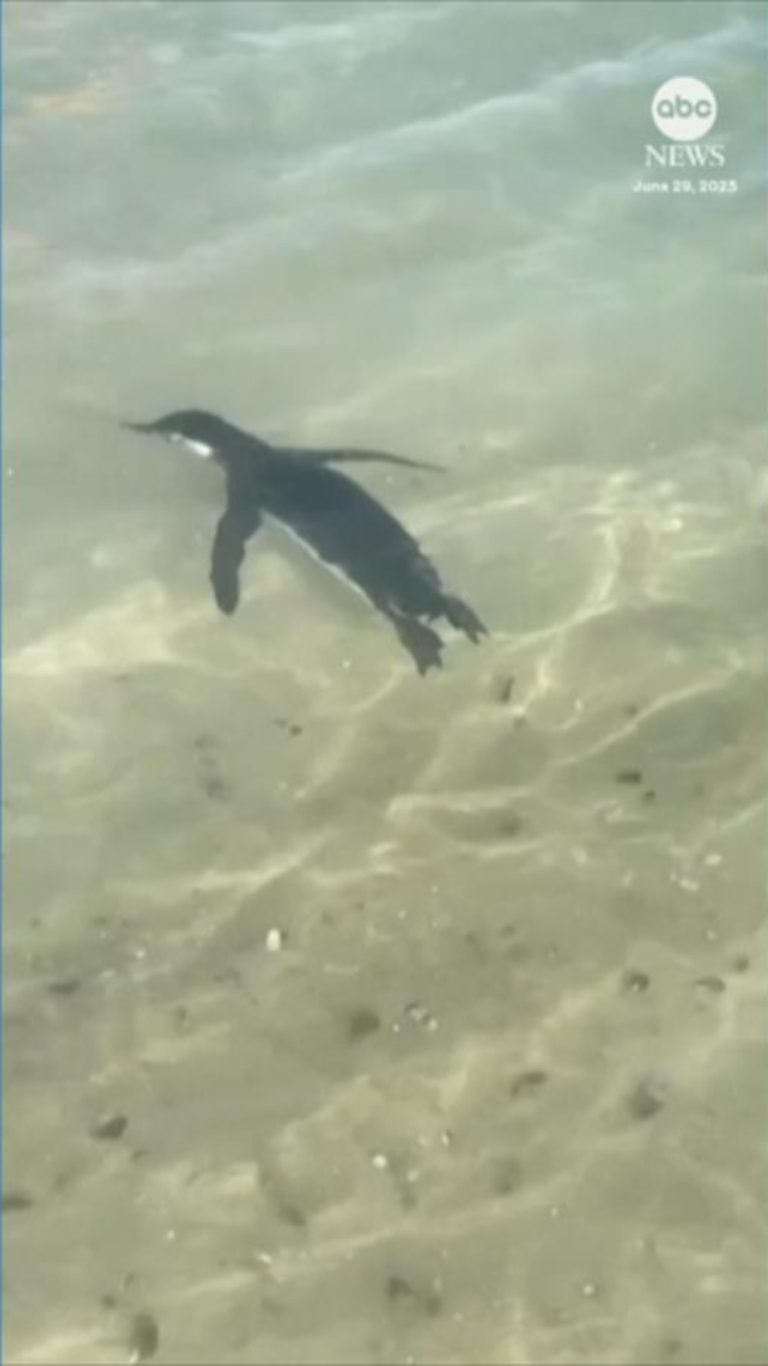 WATCH:  Penguin joins swimmers at the beach in Brazil