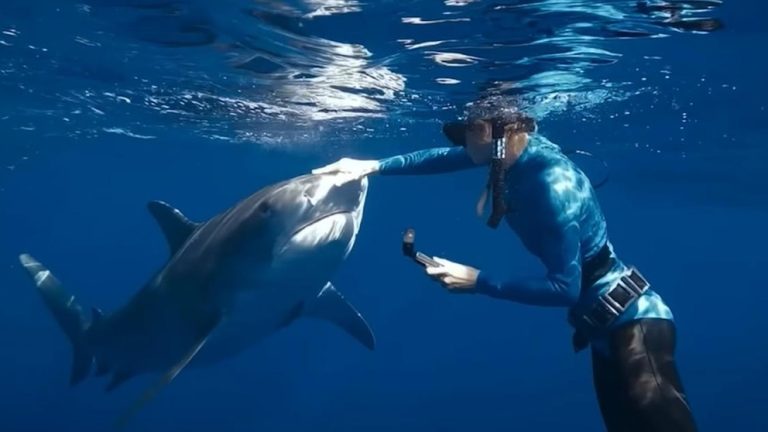 WATCH:  This simple advice from the ‘Shark Whisperer’ could save your life