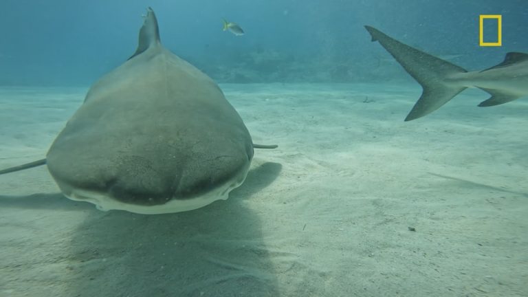 Video Expert answers questions about shark attacks