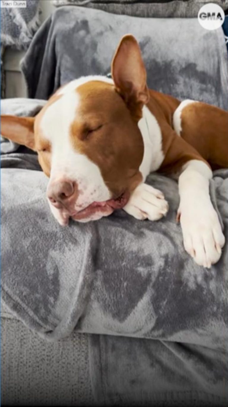 WATCH:  Viral dog with narcolepsy passes out whenever he gets too excited
