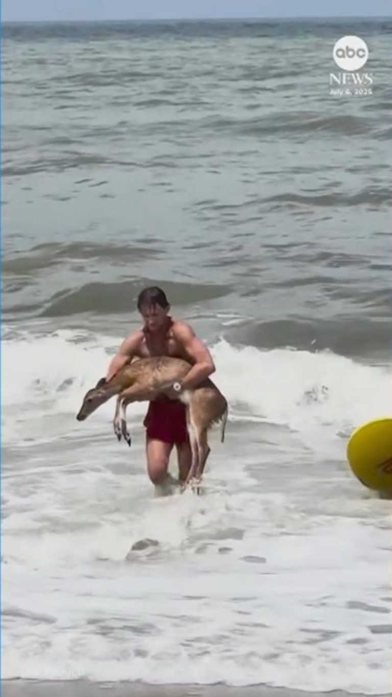 Video Lifeguards rescue deer swept out to sea at Florida beach