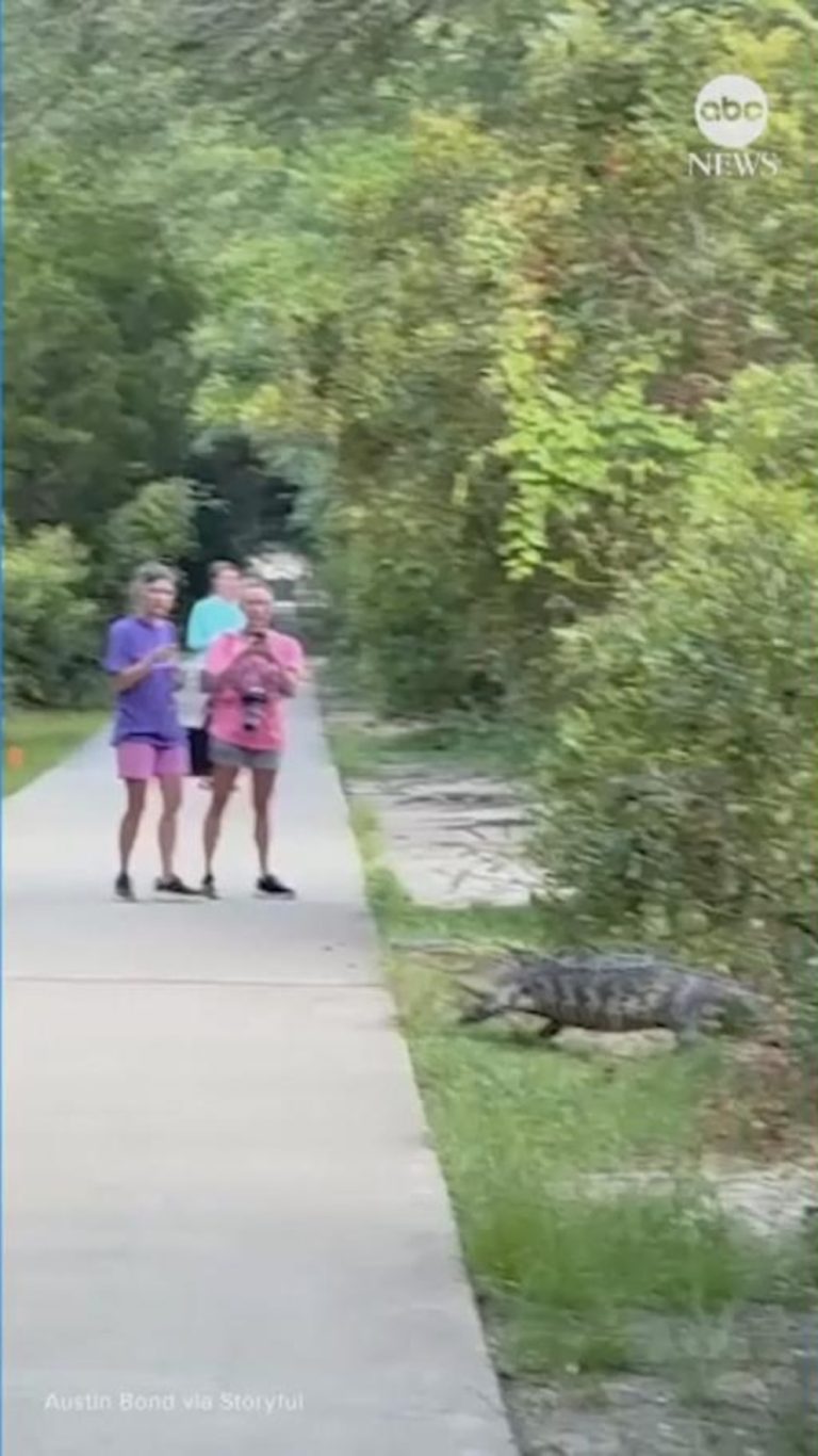 WATCH:  Alligator crosses pedestrian walkway in South Carolina