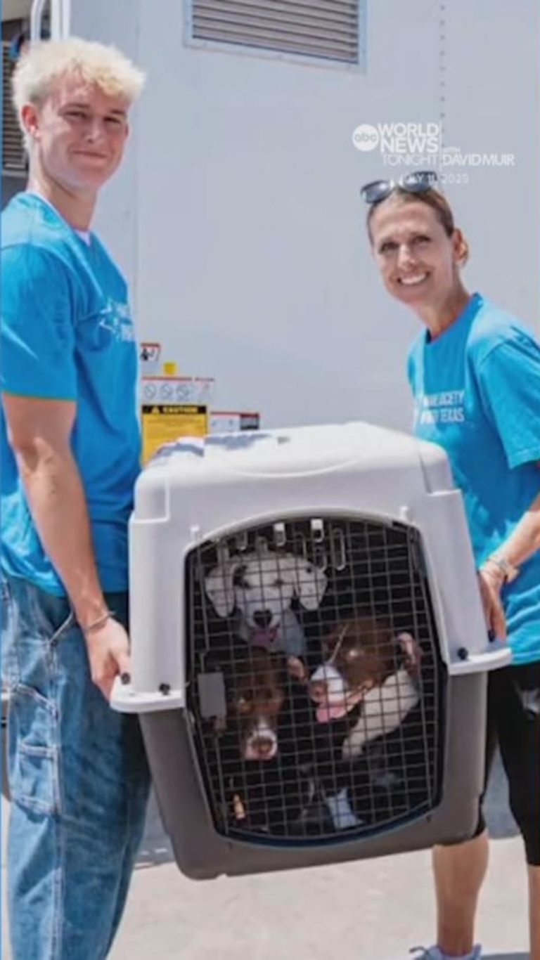 Video Hundreds of cats, dogs rescued amid deadly Texas floods with help from volunteers
