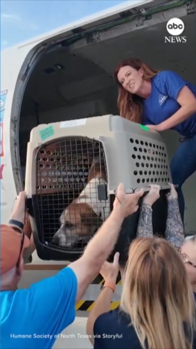 WATCH:  Shelter animals relocated after Texas floods