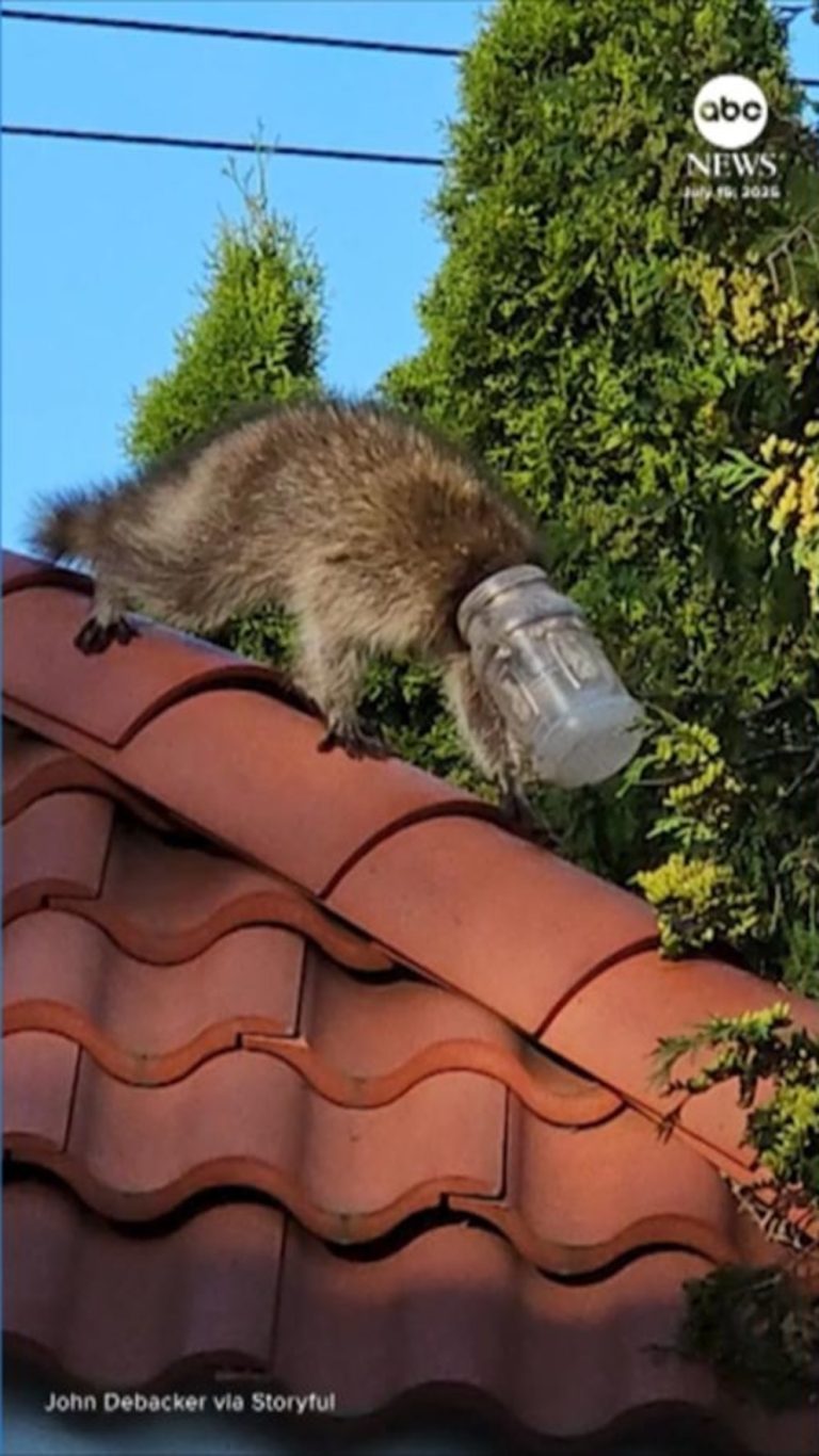 WATCH:  Raccoon with head stuck in jar rescued by Long Island animal lover