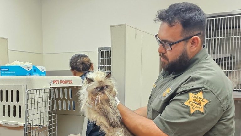 Woman allegedly leaves over 100 cats inside U-Haul, arrested: Police